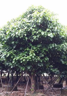 苹婆树——神秘的南洋树种（一探这种生长在异国他乡的神奇树木）