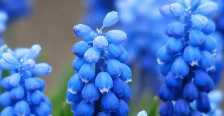 土培风信子的养殖方法和注意事项（轻松打造美丽花坛，关注风信子的养殖秘诀）