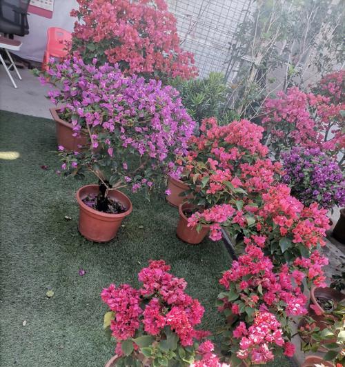 三角梅花卉的修剪方法（打造美丽健康的三角梅花卉修剪技巧）