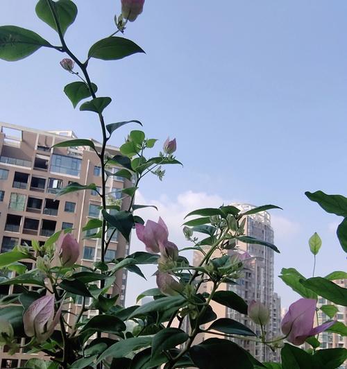 三角梅花卉的修剪方法（打造美丽健康的三角梅花卉修剪技巧）