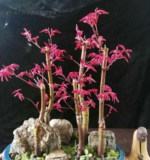 盆栽红枫树种植方法（打造小家园的秘诀，如何种植盆栽红枫树）