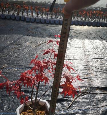 盆栽红枫树种植方法（打造小家园的秘诀，如何种植盆栽红枫树）