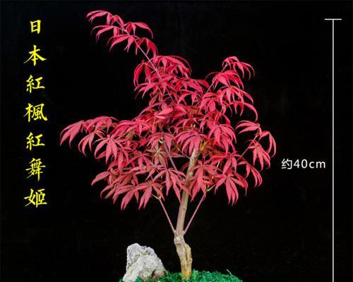 盆栽红枫树种植方法（打造小家园的秘诀，如何种植盆栽红枫树）