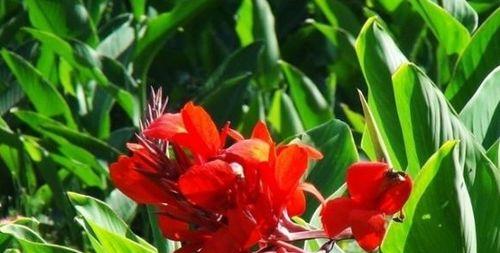 美人蕉开花时间及生长环境（揭秘美人蕉的花期、土壤、养护等重要因素）