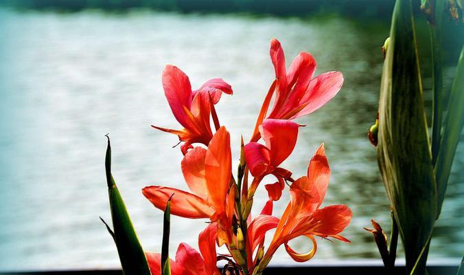 美人蕉开花时间及生长环境（揭秘美人蕉的花期、土壤、养护等重要因素）