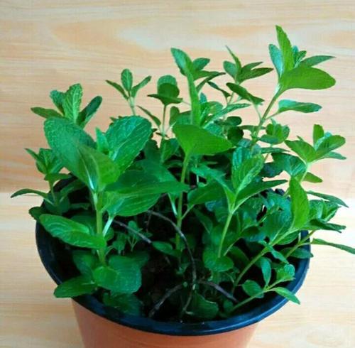 猫薄荷——猫咪的快乐植物（了解猫薄荷的种类、作用及种植方法）