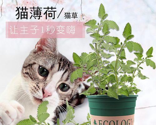 猫薄荷——猫咪的快乐植物（了解猫薄荷的种类、作用及种植方法）