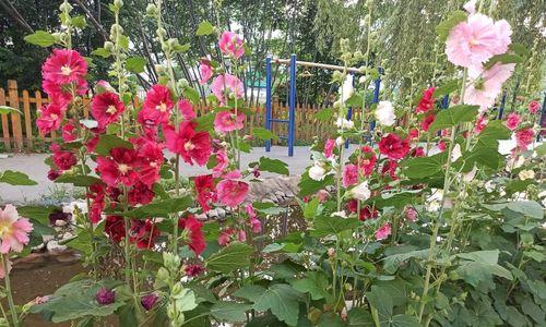 蜀葵花的耐寒性剖析（探究蜀葵花在低温环境下的适应机制）