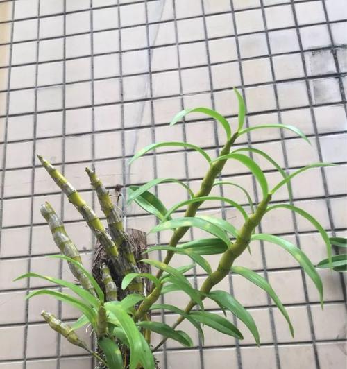 石斛兰种植方法和技术（打造石斛兰园区，让生命之花绽放）