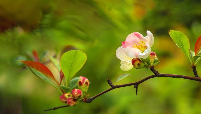 海棠花的花语与寓意（探索海棠花的美丽与深意）