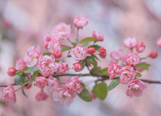 四季海棠花语的寓意与象征（探索四季海棠花的深层意义，了解其丰富的寓意）