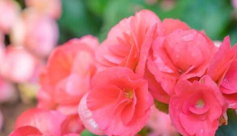海棠花寓意与意义（探寻海棠花的深层寓意）