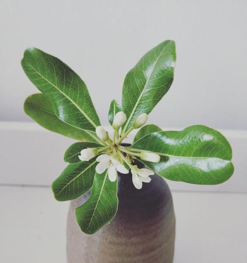 海桐花花语（用海桐花花语传递爱的力量）