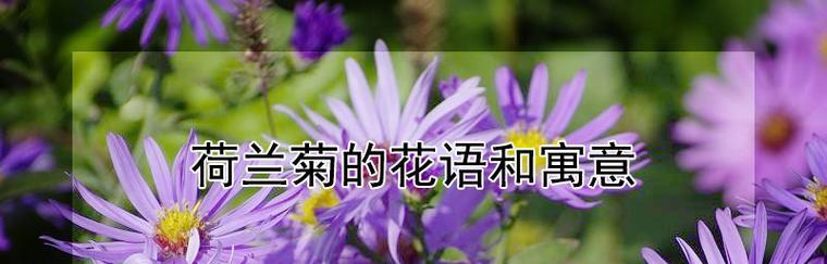 荷兰菊花（荷兰菊花在活动中的神秘暗示与诠释）