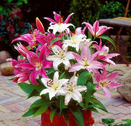 红百合花语的深意（探寻红百合花语的浪漫韵味）