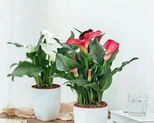 红马蹄莲花的美丽与含义（探寻红马蹄莲花语的深意）