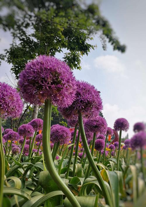 红牡丹与紫牡丹（探索红牡丹和紫牡丹的花语之谜）
