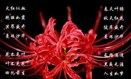 红色曼陀罗花语（探寻红色曼陀罗花的内涵与象征）