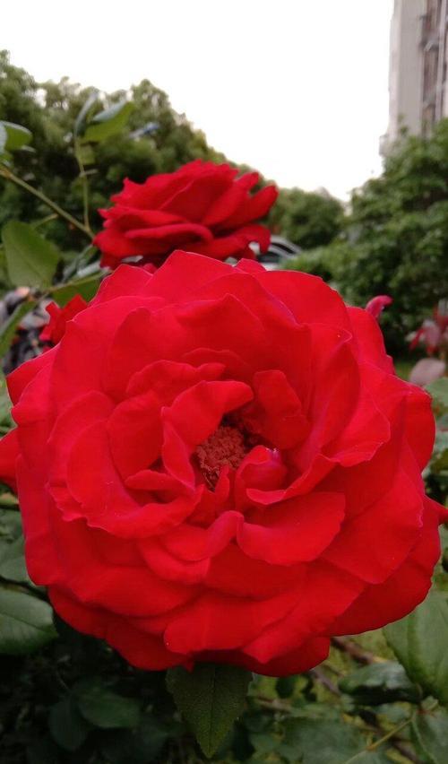 红色月季花语（追寻纯洁的爱的真谛，从红色月季花语出发）