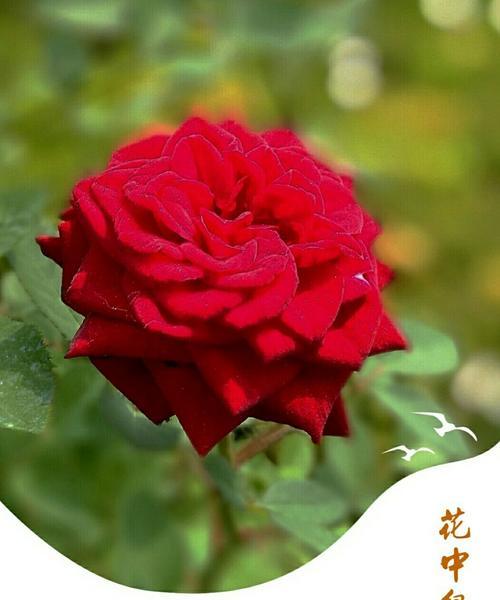 红色月季花语（追寻纯洁的爱的真谛，从红色月季花语出发）