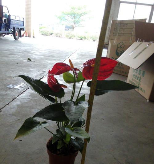 以水培红掌花语，感受自然的力量（探索红掌花语的神奇世界，和水培共度美好时光）