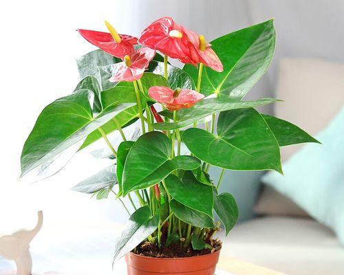 以水培红掌花语，感受自然的力量（探索红掌花语的神奇世界，和水培共度美好时光）