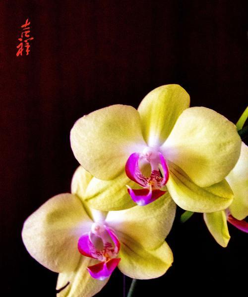 台湾蝴蝶兰的花语——美丽与祝福的象征（传递幸福的花语，台湾蝴蝶兰的神秘魅力）