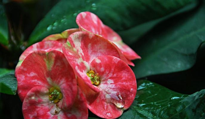 虎刺梅花语（传递坚韧与希望的花朵之语）