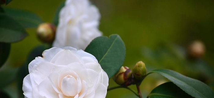 花语含义大全（探索花语的深层含义，了解花与人之间的情感交流）
