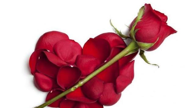 花语含义大全（探索花语的深层含义，了解花与人之间的情感交流）