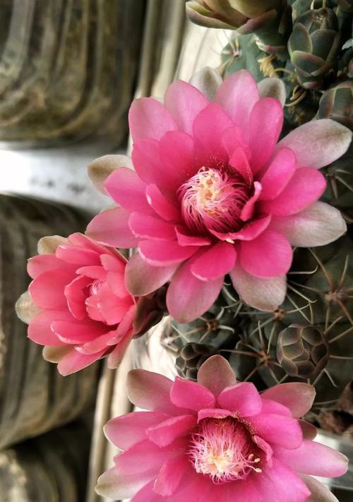 花开成诗，爱在其中（揭秘暗恋花语，寻找心动时光的密码）