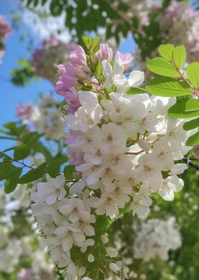 槐花之语——花开寄托情怀（槐花盛开的美丽与花语的寓意）