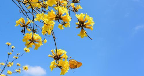 黄花风铃木的寓意与象征（探寻黄花风铃木的美丽寓意）