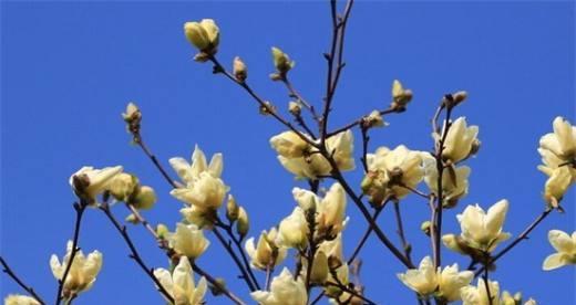 黄玉兰花（探索黄玉兰花的美丽与深意）