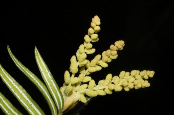 活化石植物（揭开活化石植物的神秘面纱）