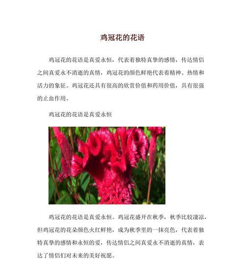 鸡冠花（傲然绽放，花开如锦，寓意吉祥）