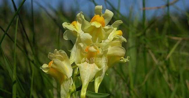 姬金鱼草的花语（探寻姬金鱼草的花语及其寓意）
