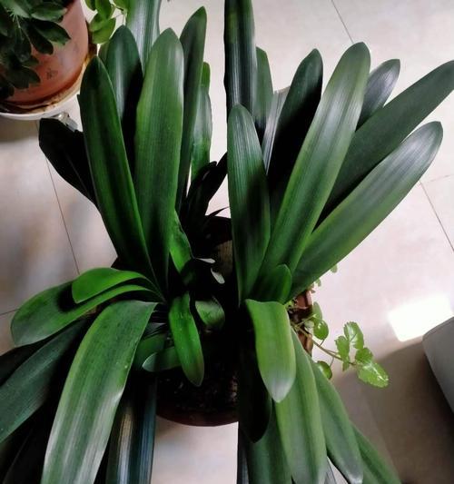 家中君子兰开花的寓意（花开花落，福庆家宅）