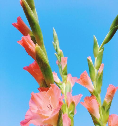 剑兰花（探寻剑兰花背后的意义与传奇）