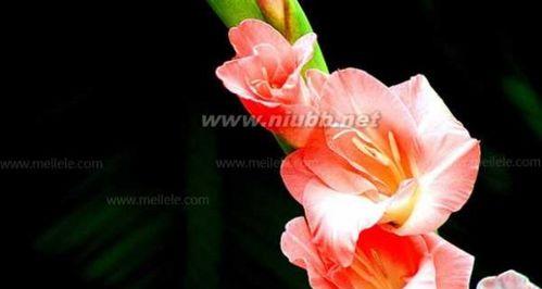 剑兰花的寓意与花语解读（剑兰花的深意和象征意义以及花言花语）