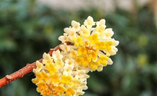 以结香的花语与传说（美丽绽放的花海，诉说着爱与希望）