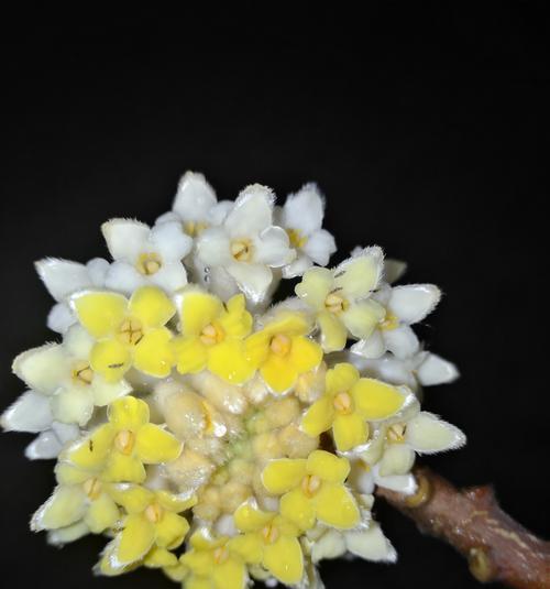 以结香的花语与传说故事（传承千年的爱情与希望之花）