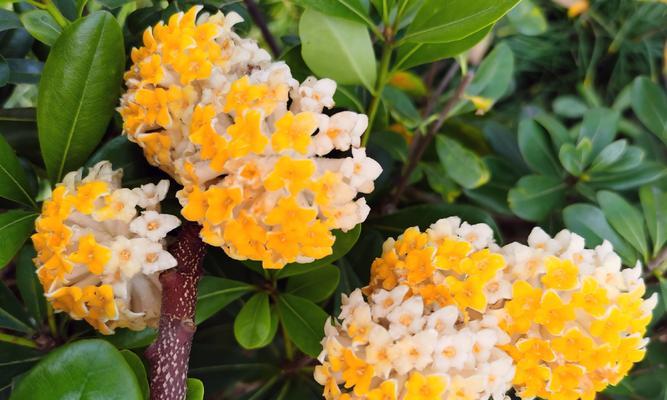 结香花的寓意与风水（探索结香花的秘密与风水禁忌）