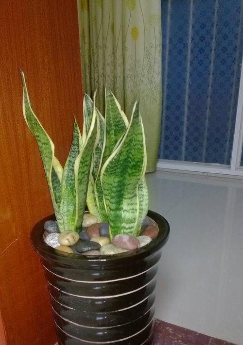 金边虎皮兰花开，寓意繁荣昌盛（以金边虎皮兰开花的寓意及象征意义）