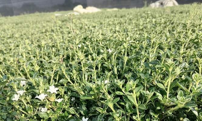 金边六月雪（夏日奇观，梦幻之境）