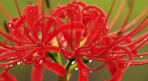 金蝉花语浅析（金蝉花的神秘魅力与寓意）