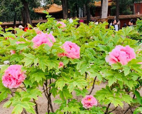 地栽牡丹冬季养护的技巧（为你的花园带来更美的牡丹）