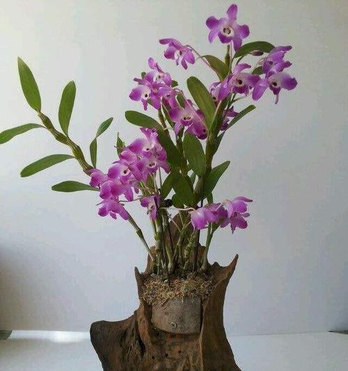 石斛兰的花语与寓意（揭开石斛兰的花语之谜，了解它蕴含的深刻寓意）
