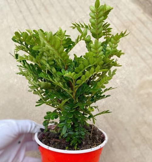 清香木驱蚊草（真相揭秘，如何正确使用）