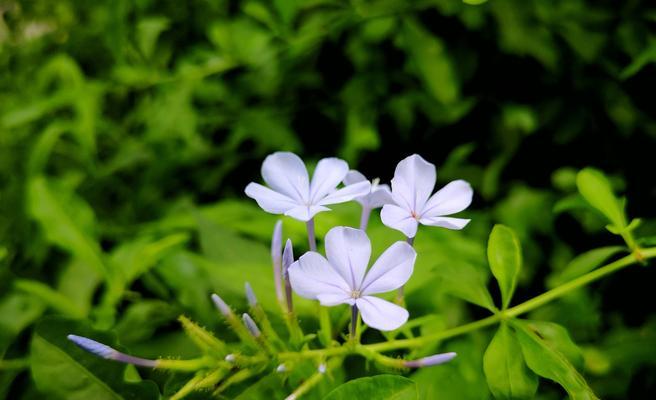 沉默忧郁的静谧之花（寂静而沉郁的美丽，一朵代表心灵的花）